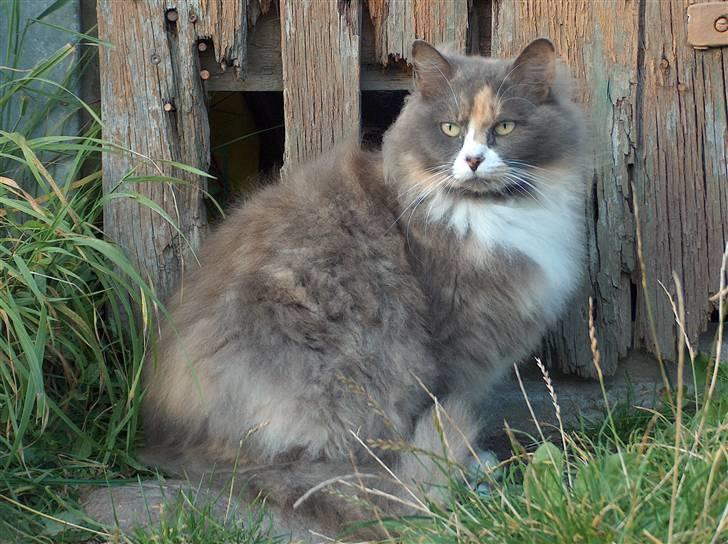 Blanding af racer Gråmis billede 4