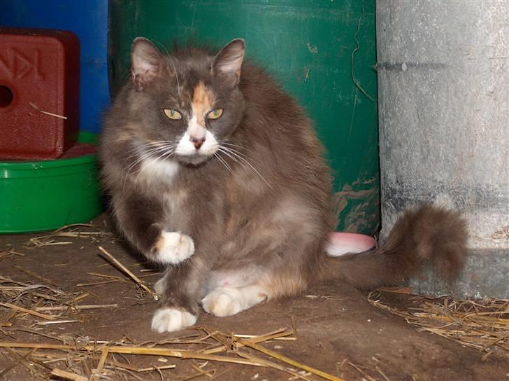 Blanding af racer Gråmis billede 5