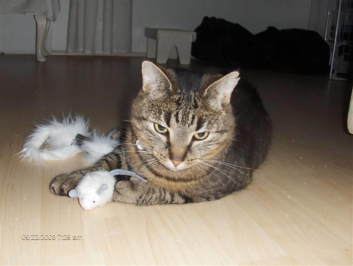 Huskat Micky nu med lillebror - det er altså min mus billede 9