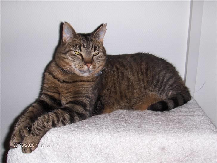 Huskat Micky nu med lillebror - Løve mis billede 10