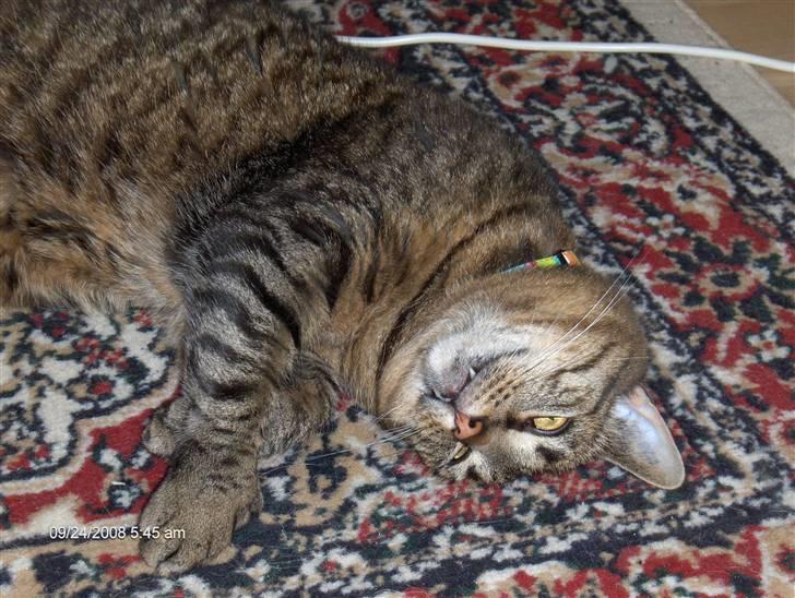 Huskat Micky nu med lillebror - fjollehoved ;o) billede 11