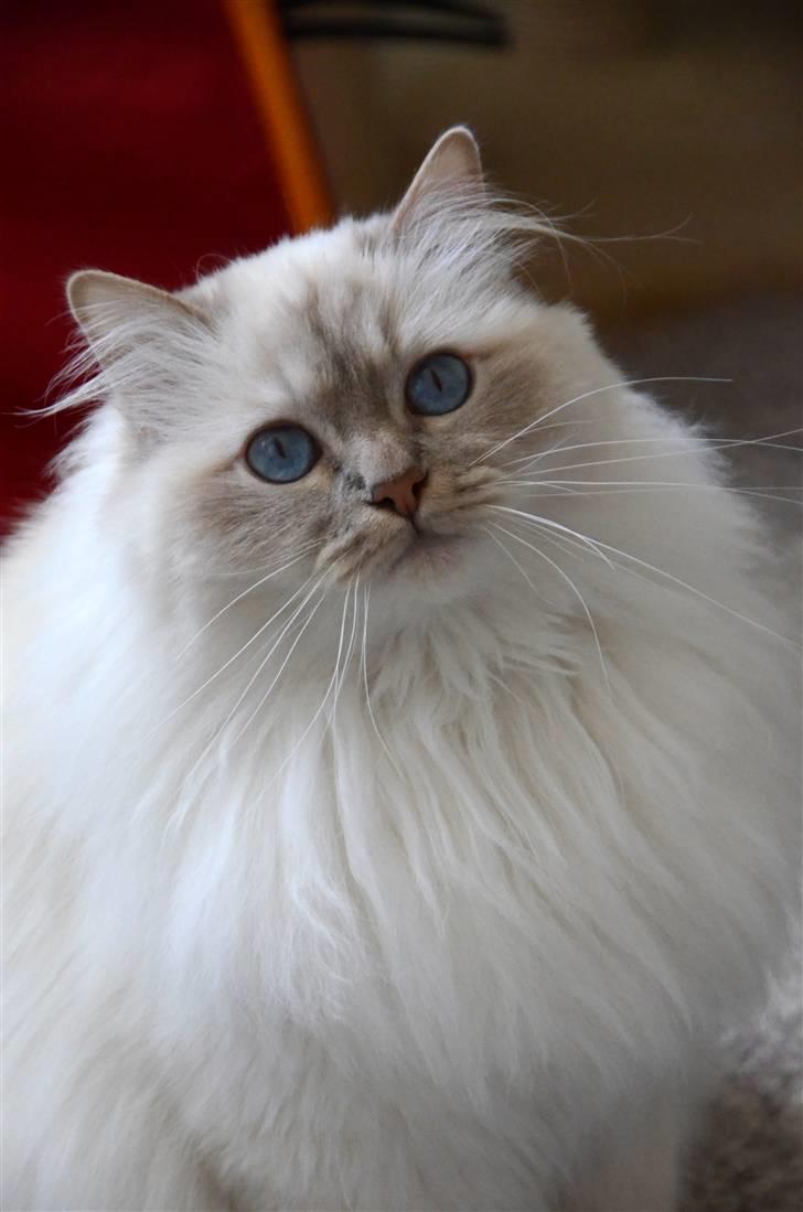 Hellig Birma DeLaCour's Blanchefleur - Fleur 2 år og 7 mdr. <3 <3 Meget tydelig hun nyder at være kastrat :p billede 1