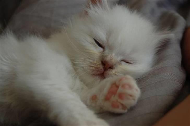 Hellig Birma DeLaCour's Blanchefleur - Fleur 36 dage ;o) billede 2