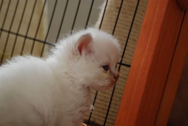 Hellig Birma DeLaCour's Blanchefleur - Fleur 29 dage ;o) Smukke smukke profil hun har! billede 3