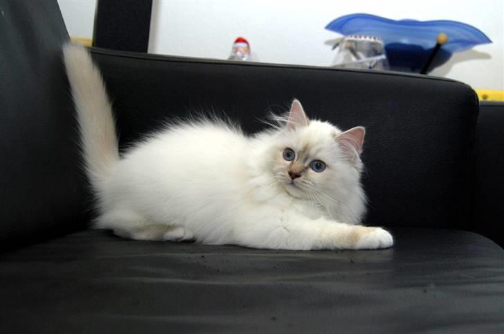 Hellig Birma DeLaCour's Blanchefleur - Fleur 15½ uge.... I det mindste lidt mere fotogen *Gg* billede 4