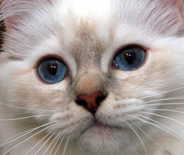 Hellig Birma DeLaCour's Blanchefleur - Fleur snart 6 mdr. billede 5