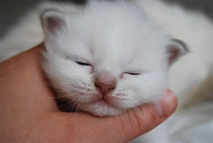 Hellig Birma DeLaCour's Blanchefleur - Fleur 19 dage.. billede 6