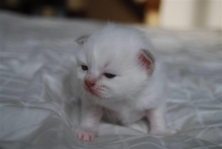 Hellig Birma DeLaCour's Blanchefleur - Fleur 16 dage.. billede 7