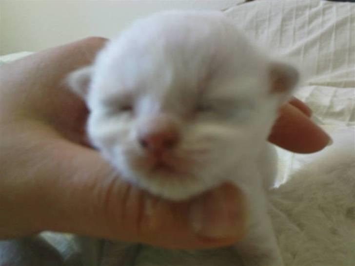 Hellig Birma DeLaCour's Blanchefleur - Fleur 1 uge gammel og nææææsten med øjne ;o) billede 8