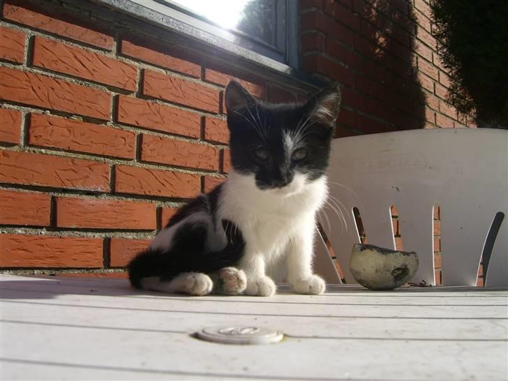 Blanding af racer Floffy billede 1