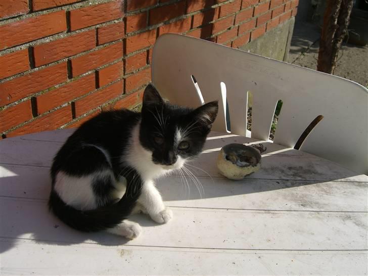 Blanding af racer Floffy billede 3