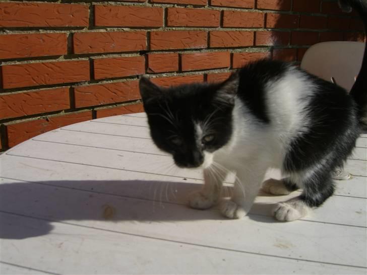 Blanding af racer Floffy billede 4