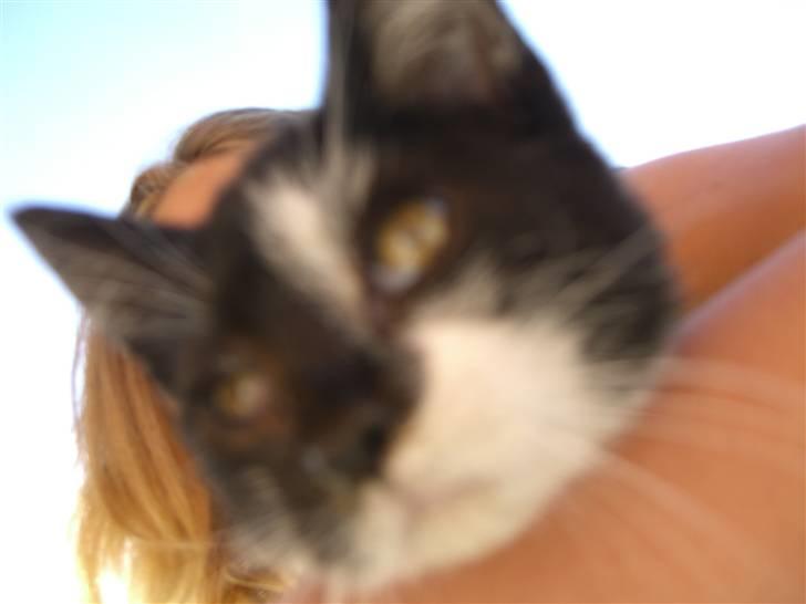 Blanding af racer Floffy billede 5