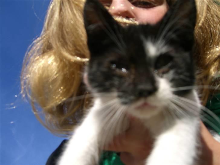 Blanding af racer Floffy billede 6