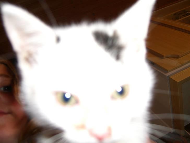 Blanding af racer plet billede 1