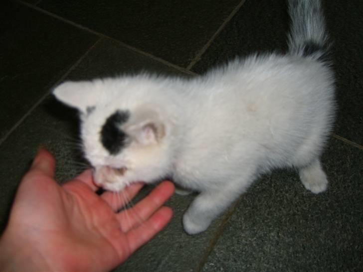 Blanding af racer plet billede 2