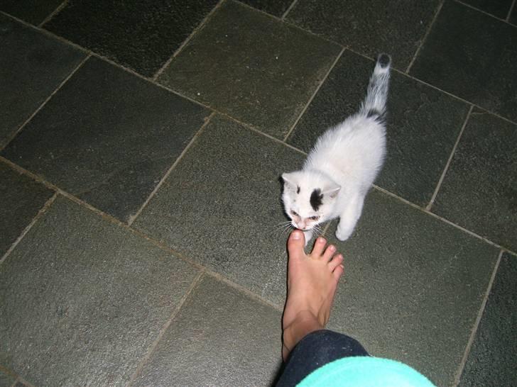 Blanding af racer plet billede 3