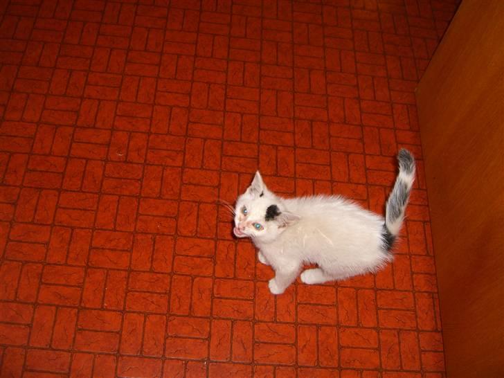 Blanding af racer plet billede 4