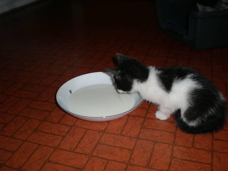 Blanding af racer Floffy billede 7