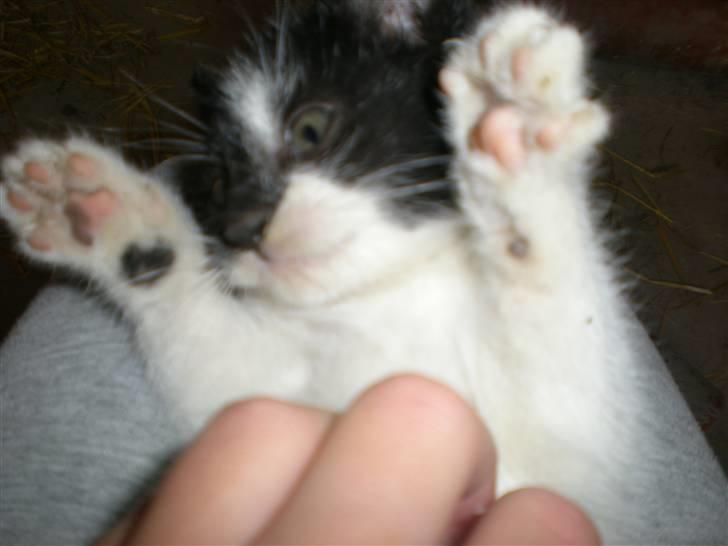 Blanding af racer Floffy billede 8