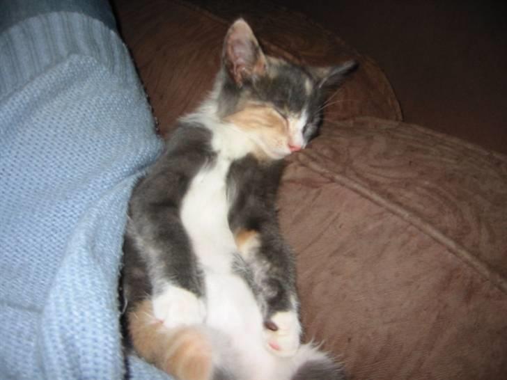 Huskat Mille billede 2