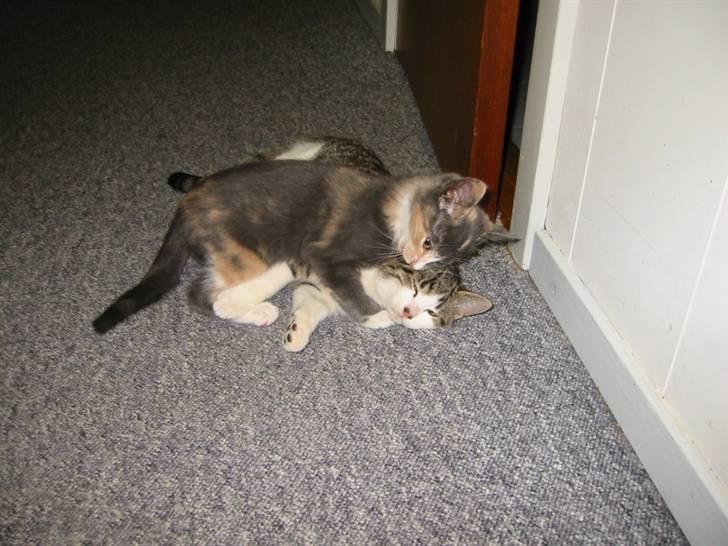 Huskat Mille billede 3