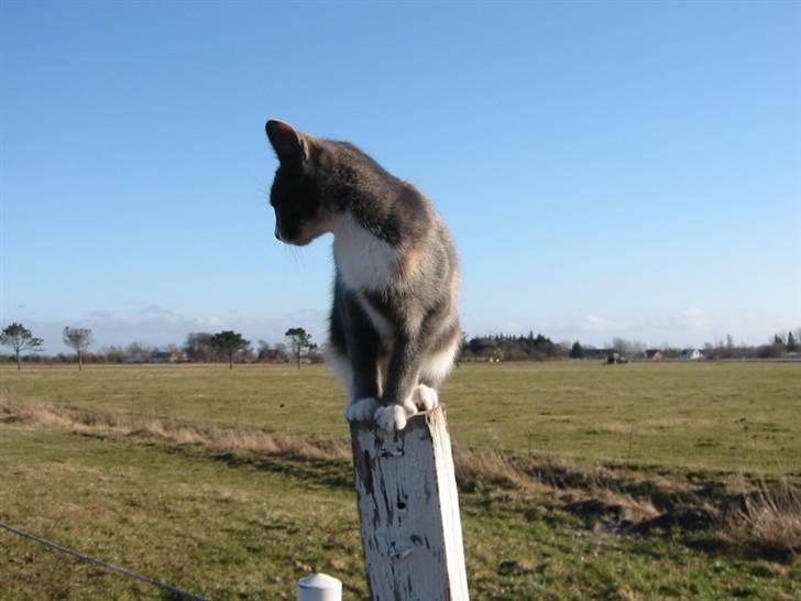 Huskat Mille billede 1