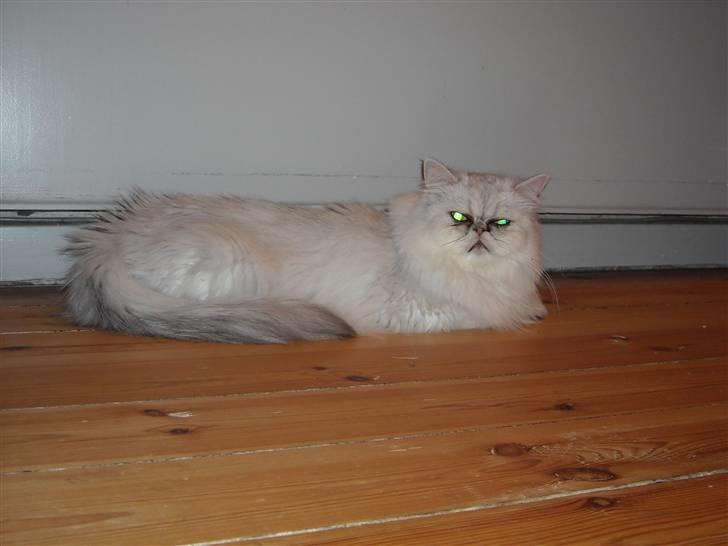 Perser Bianca billede 2