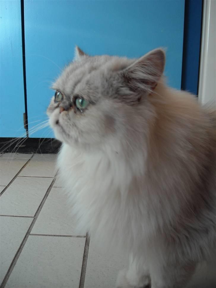 Perser Bianca billede 3