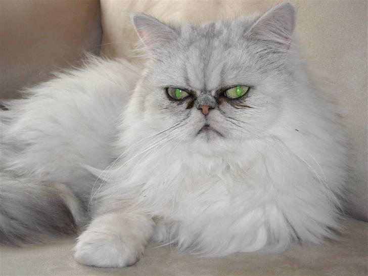 Perser Bianca billede 4