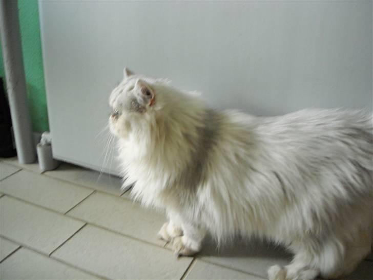 Perser Bianca billede 5