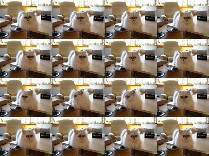 Perser Bianca billede 6