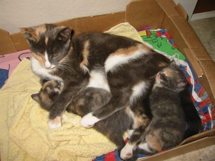 Huskat Mille billede 4