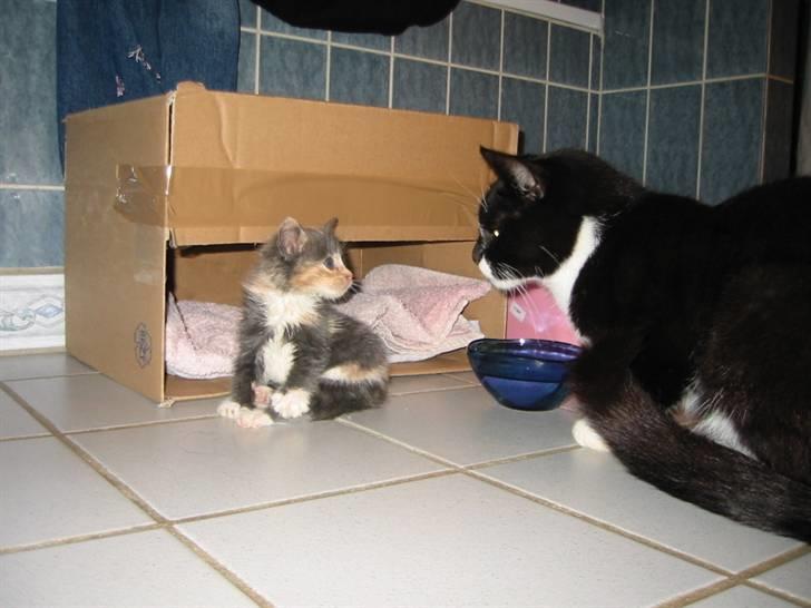 Huskat Mille billede 5