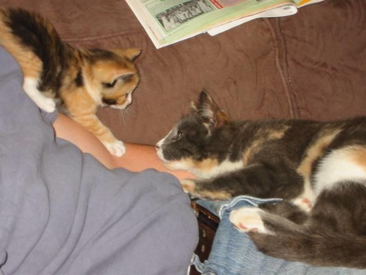 Huskat Mille billede 7