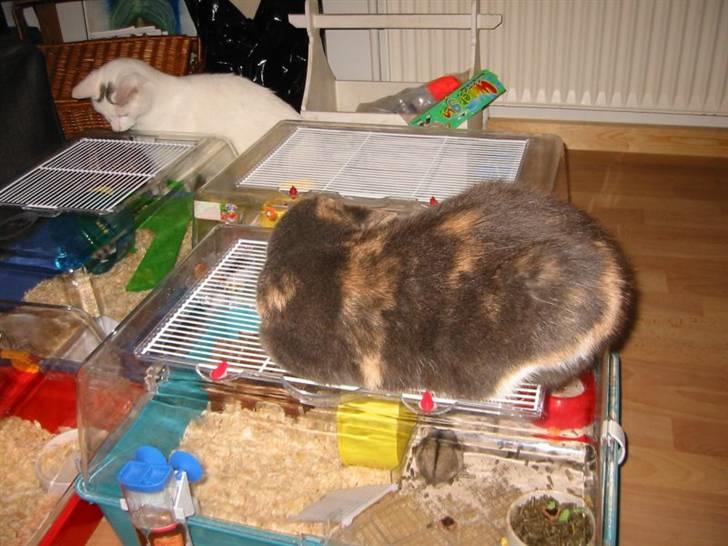 Huskat Mille billede 8