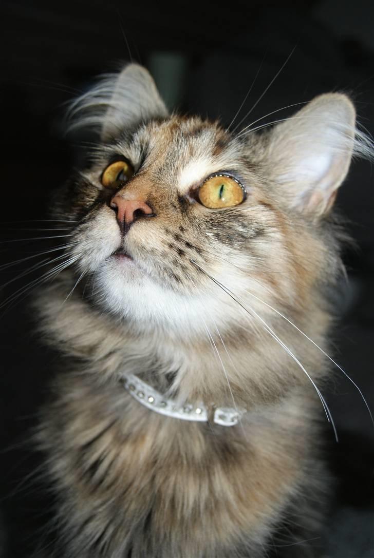 Norsk Skovkat Alberte - Nøøøj en lækker smækker flue der flyver der, Muums. billede 1