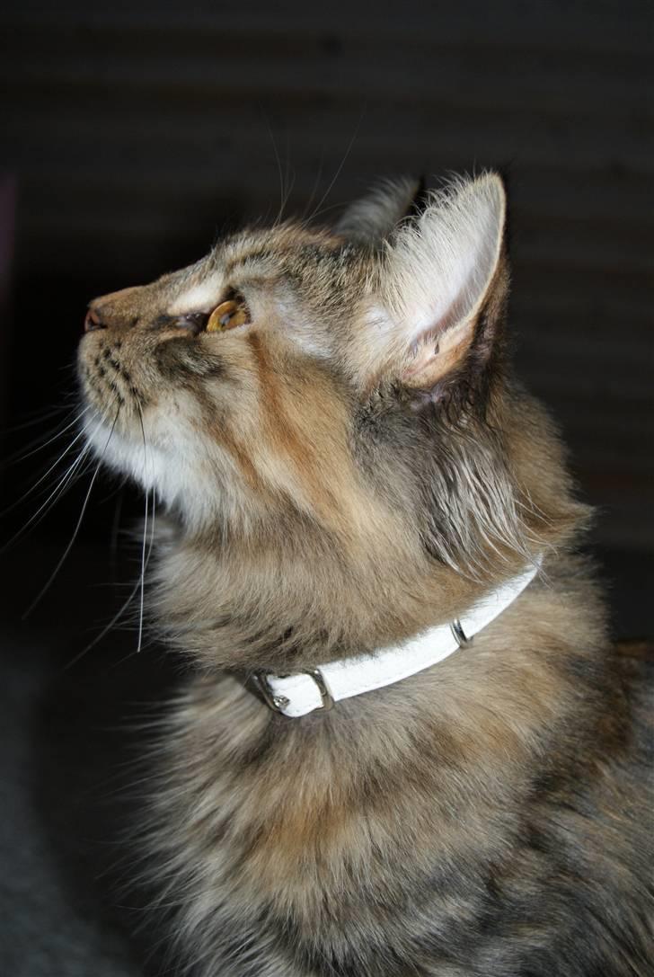 Norsk Skovkat Alberte billede 2