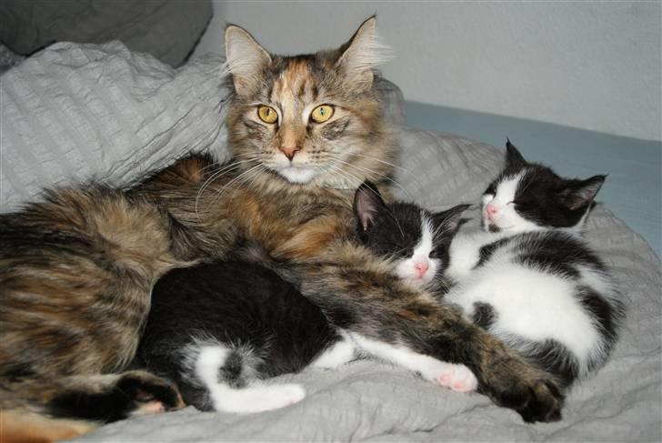 Norsk Skovkat Alberte - Dette er ikke Albertes killinger. Men Cubas :) Hun hygger bare med dem. billede 3