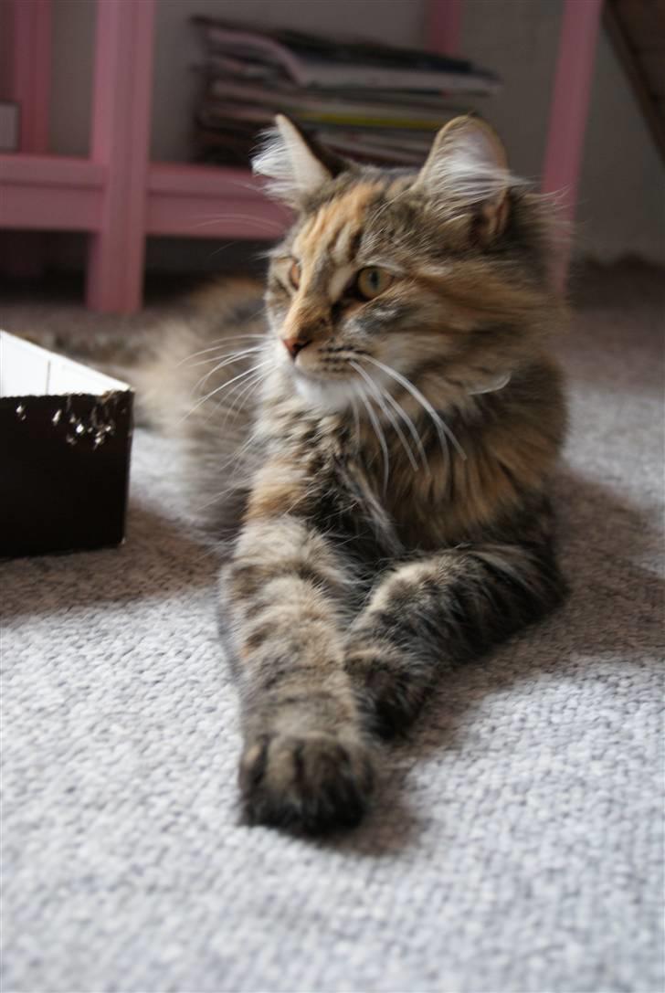 Norsk Skovkat Alberte billede 4