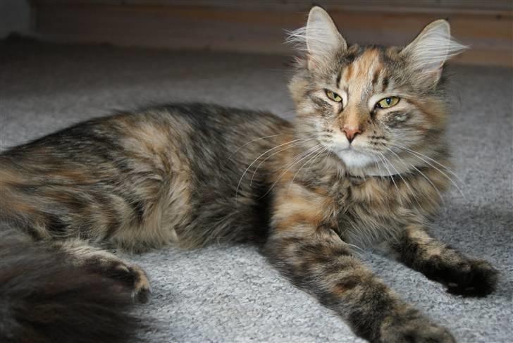 Norsk Skovkat Alberte billede 5