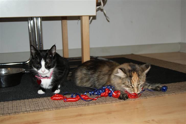 Norsk Skovkat Alberte - Mig og min ven Cuba. Og vores bedste legetøj : GAVEBÅND !! billede 6