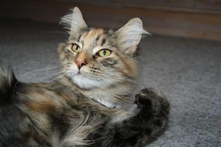 Norsk Skovkat Alberte billede 7