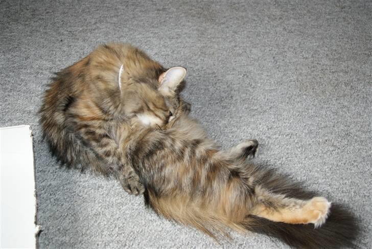 Norsk Skovkat Alberte - Pels pels pels pels. billede 8