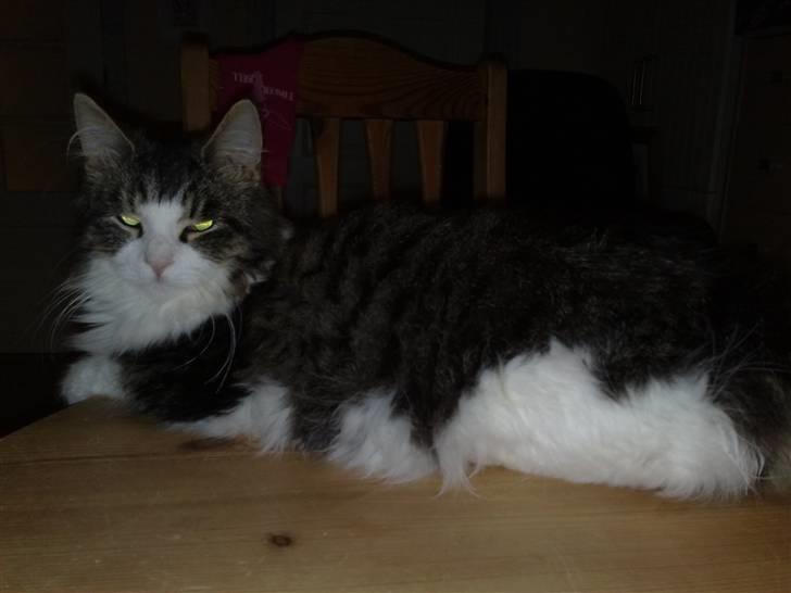 Blanding af racer Bamse - Hej - det er mig der er Bamse....  billede 1