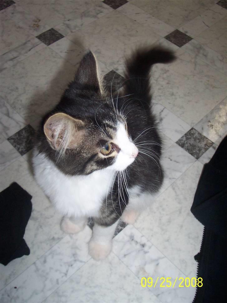 Blanding af racer Bamse - Lille skravl - den dag han blev hentet.. billede 2