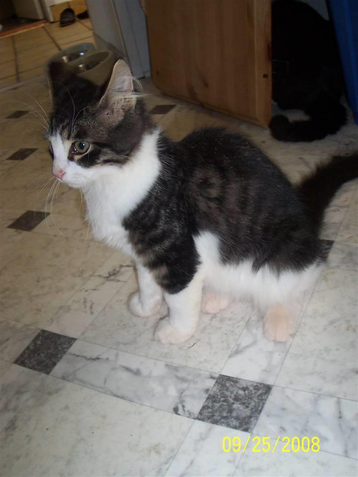 Blanding af racer Bamse - Bamse kikker lidt omkring..  billede 3