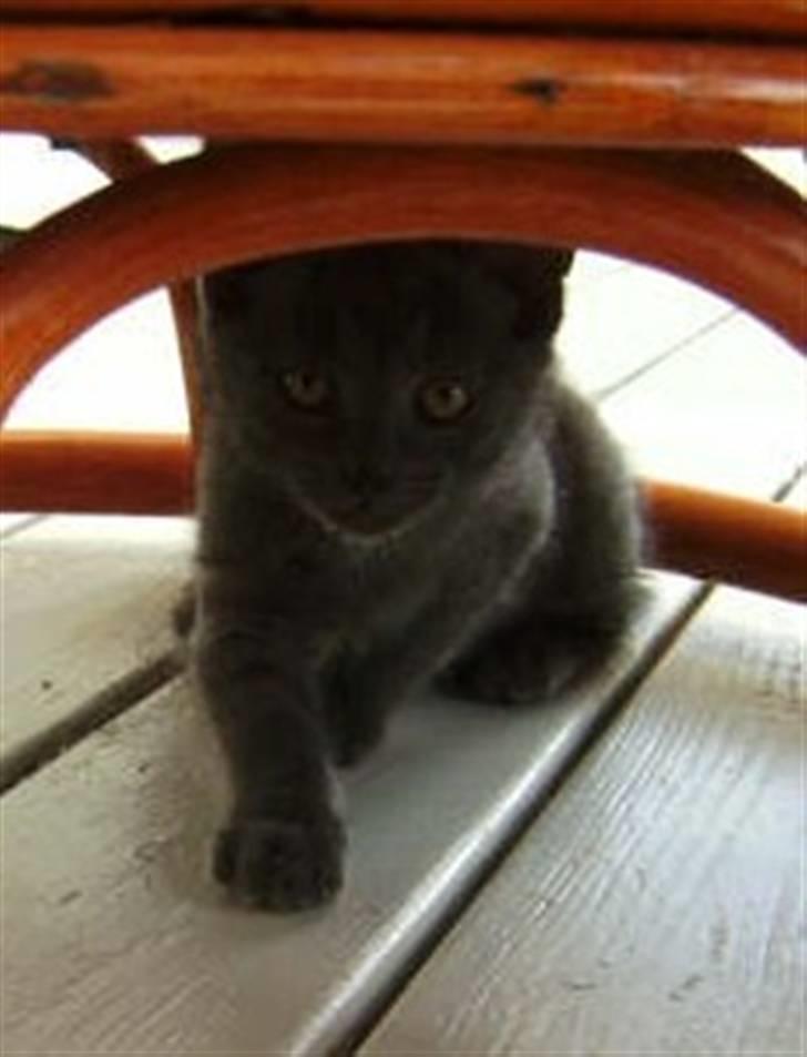 Blanding af racer Luna billede 1