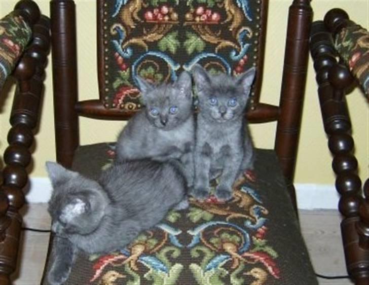 Blanding af racer Luna billede 2