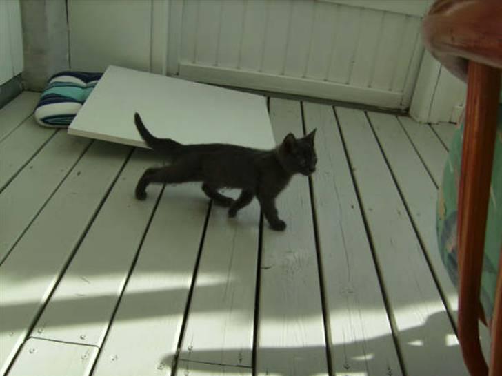 Blanding af racer Luna billede 3